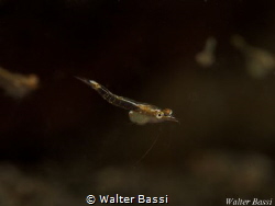 Mysis sp.(very small shrimp)

 by Walter Bassi 
